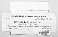 Eutypella sorbi image